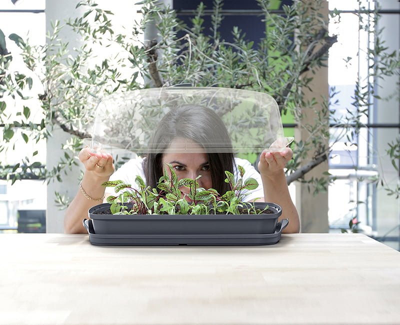 Jak hodować zioła w domu? 5 praktycznych porad